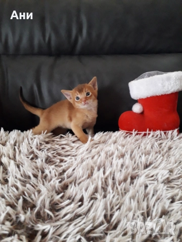 ЕКЗОТИЧНО И РАЗЛИЧНО.АБИСИНСКО КОТЕНЦЕ, снимка 4 - Бенгалски - 52656155