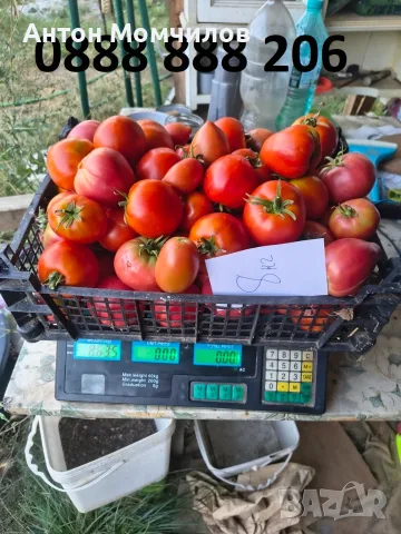 Продавам вкусни домати, снимка 7 - Домашни продукти - 55884872