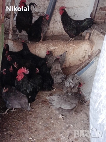 Австралорп ярки на 6,5месеца , снимка 3 - Кокошки и пуйки - 53514470