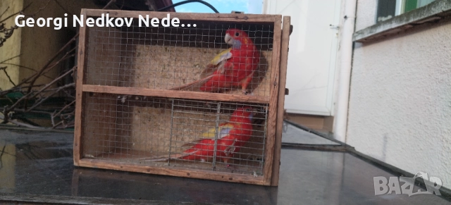 Продавам пенантови розели златен пастел , снимка 5 - Папагали - 52970351