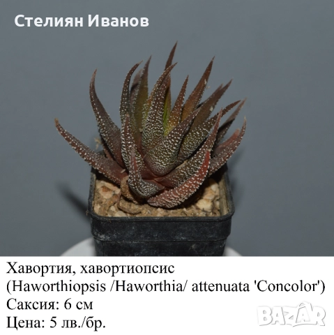 Сукуленти - алое, астролоба, хавортия, гастерия и гастералое,