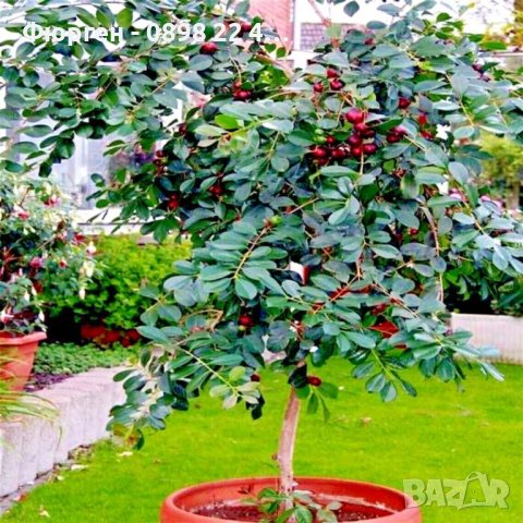 Ягодова гуава - червена, снимка 4 - Стайни растения - 42022160
