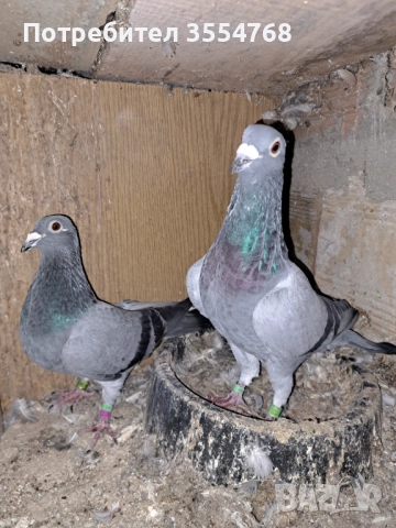 Продавам спортни гълъби , снимка 5 - Гълъби - 52022600