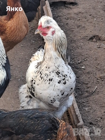 Домашни петли, снимка 10 - Кокошки и пуйки - 52912712