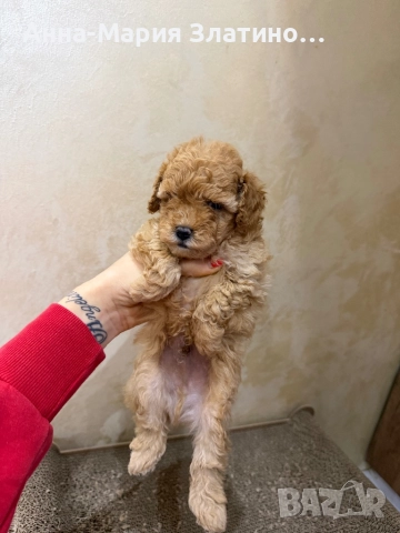 Той пуделчета, снимка 4 - Померан - 52547828