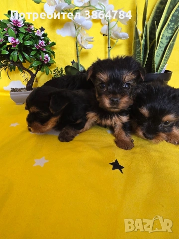 мини йоркширски териер, снимка 6 - Йоркширски териер - 53337473
