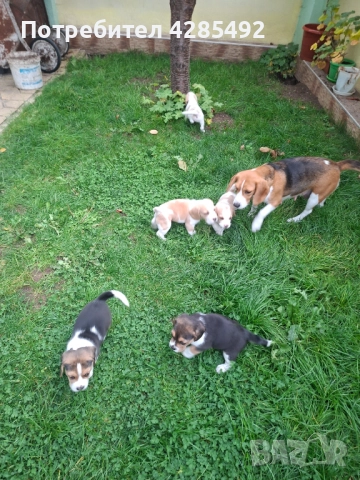 Куче порода Бигъл, Чистокръвни бигълчета , снимка 5 - Бигъл - 52429439