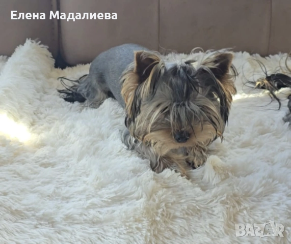 Йоркширски териер. Мини момиче, снимка 1