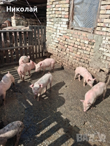 прасенца на два месеца , снимка 4 - Прасета - 53559917