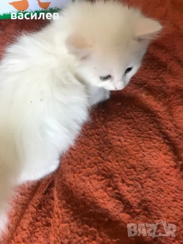 ангорски котета, снимка 1