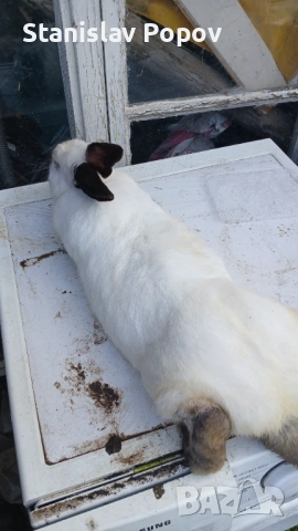 Продава се женска готова за разплод