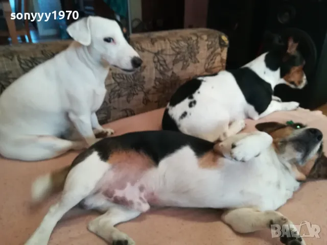 ДЖАК СИ ТЪРСИ ЖЕНСКА ЗА РАЗПЛОД 0903251747, снимка 4 - Джак ръсел териер - 49424083