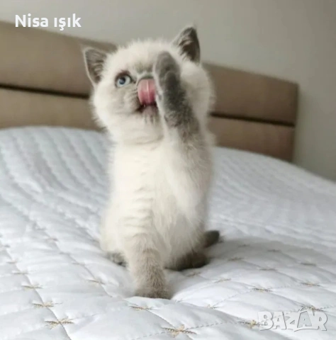 не са красиви те просто са уникални, снимка 2 - Британска късокосместа - 53773762