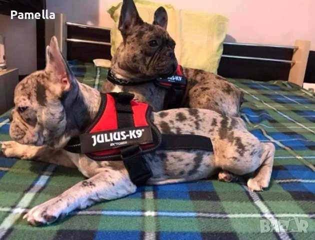 Нагръдник Julius k-9 до 15 кг, снимка 5 - Джак ръсел териер - 37209922