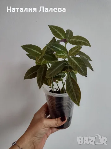 Руелия, ruellia Makoyana, снимка 2 - Стайни растения - 56304842