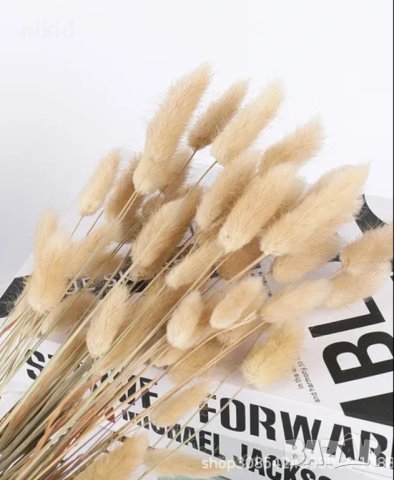 Сноп 10 бр натурален Овален лагурус Заешка опашка пухчета декорация аранжиране ваза букет цветя сухи, снимка 14 - Изкуствени цветя - 29744349