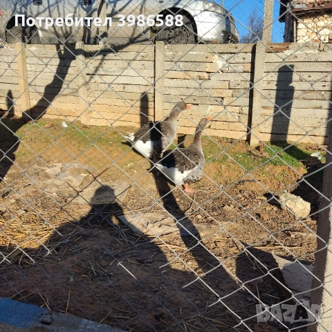 Гъски къдрави гъски две женски и един мъжки , снимка 5 - други­ - 53749370