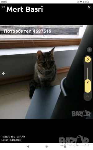 Търсим дом на Тъчи, снимка 2 - Други - 52852632