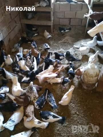 Продавам гълъби бемкалий палбелий поморийски пазарджишки млади бели гълъби за свадба, снимка 2 - Гълъби - 33750811