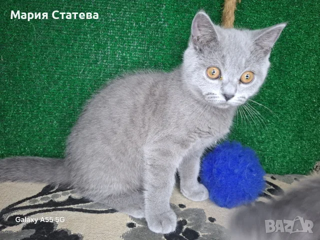Британски и шотландки котета, снимка 3 - Британска късокосместа - 55710488