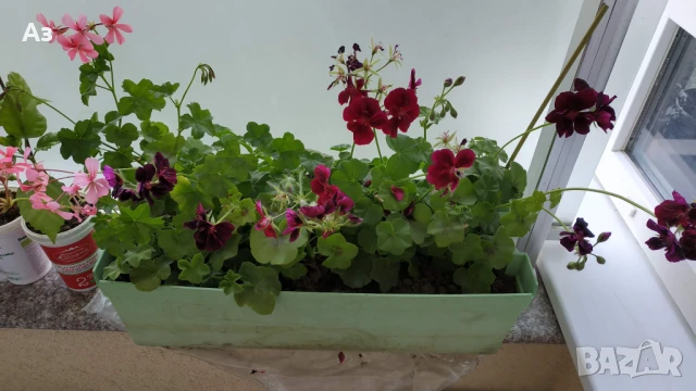 Продавам висящи мушката насадени в сандъчета -  5 налични сандъчета, снимка 9 - Градински цветя и растения - 50668231