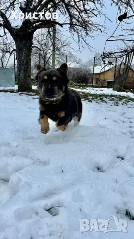 мъжки флуфита за разплод ( френски булдог)., снимка 12 - Френски булдог - 48804880