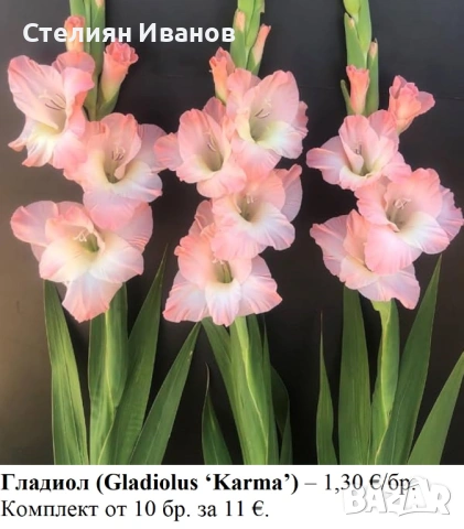 ВИСОКИ ГЛАДИОЛИ - РАЗЛИЧНИ СОРТОВЕ (ГРУДКИ), снимка 7 - Сортови семена и луковици - 53654374