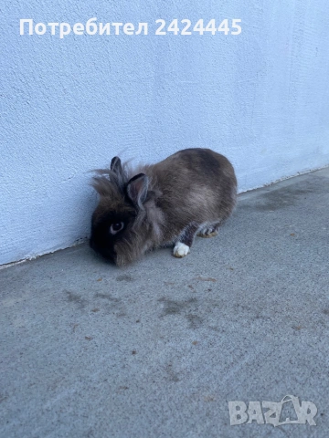Декоративно зайче, снимка 3 - Декоративни зайчета - 53260310