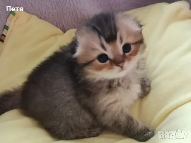 За разплод. Шотландски дългокосмест клепоух. , снимка 7 - Британска късокосместа - 48632292