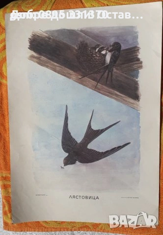 стар постери: червена шапчица и Снежанка и седемте джуджета, Глухарче Круша Лайка Липа Муха Пчела 