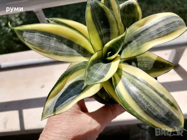 Сансевиера Gold Hahnii-птиче гнездо, снимка 3 - Стайни растения - 47352262