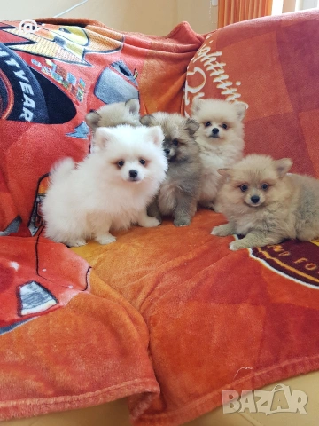 Померан померани померанчета Гр. София, снимка 6 - Померан - 53483732