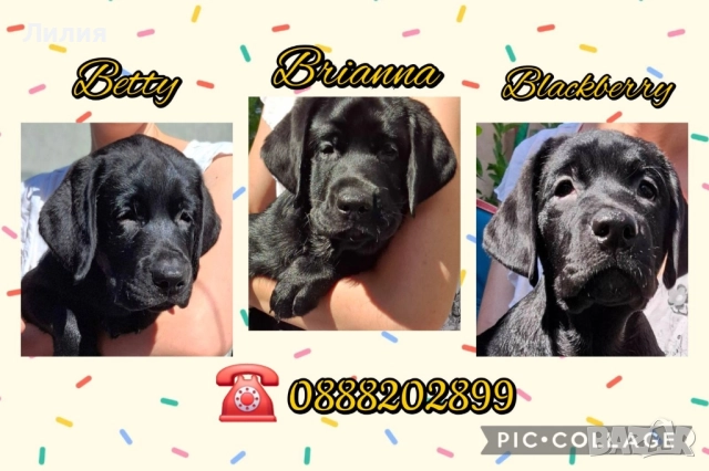 Лабрадор ретривър с родословие, снимка 5 - Лабрадор ретривър - 48299080