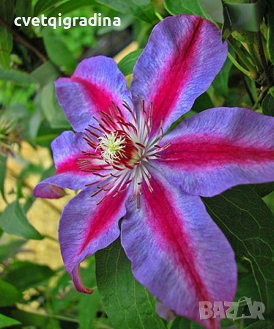 клематис clematis akaishi