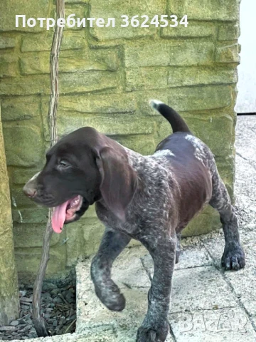 Курцхаарчета от родословни родители., снимка 1