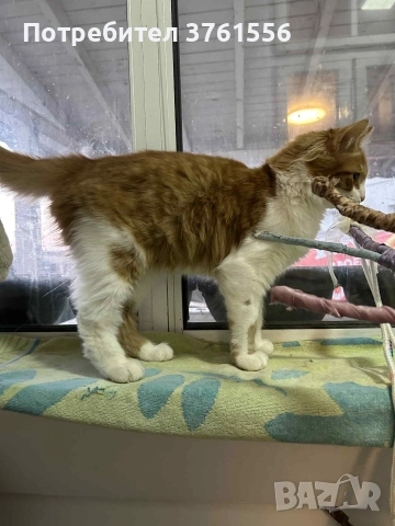 Подарявям Ангорско коте, снимка 8 - Ангорски - 52929199