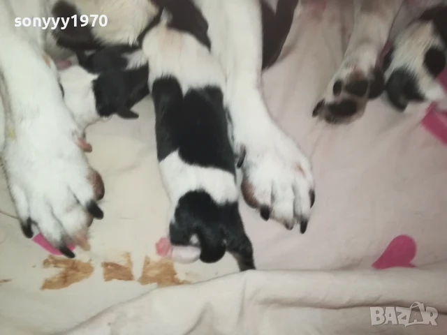 ДЖАК РЪСЕЛ БЕБЕТА-РОДЕНИ 11.08.25г 1308250726, снимка 18 - Джак ръсел териер - 51347303