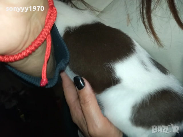 ДЖАК РЪСЕЛ ТЕРИЕР-ДЖАКЧЕ-МЪЖКО КУТРЕ 2509252122, снимка 11 - Джак ръсел териер - 51840023