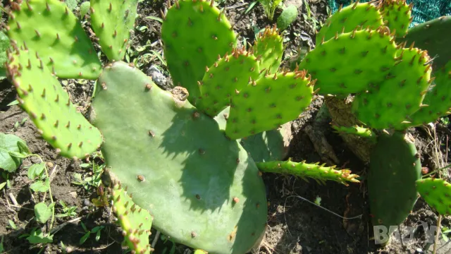 Опунция (Opuntia), снимка 2 - Градински цветя и растения - 47456316