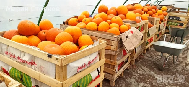 Продавам тикви различни сортове, снимка 17 - Градински цветя и растения - 55981291