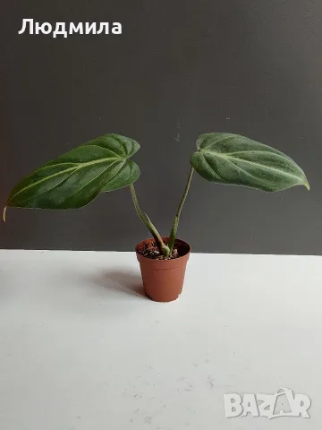 Филодендрон 'Глориозум Зебра' / Philodendron gloriosum zebra, снимка 8 - Стайни растения - 55607037