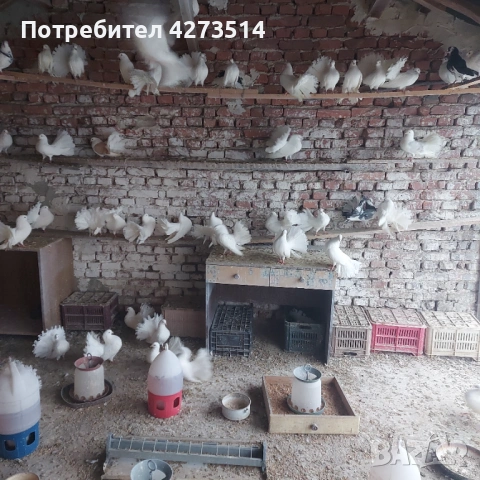 Продавам гълъби финерлии - бели и пъстри, снимка 9 - Гълъби - 53299830