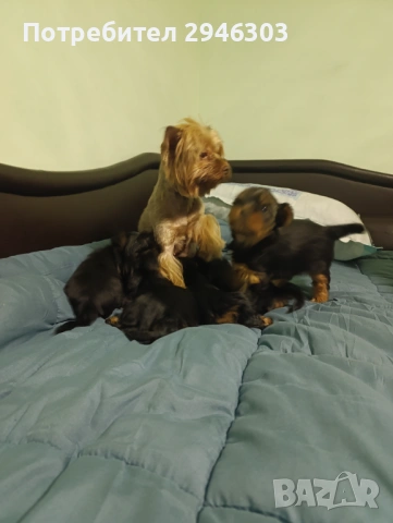 Йоркширски териери , снимка 11 - Йоркширски териер - 53280068