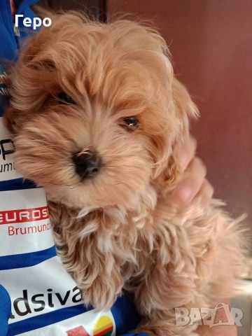 малтипу , снимка 4 - Пудели - 53844465