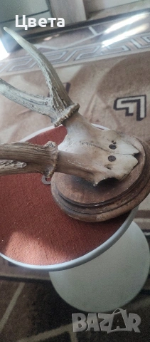 Еленови рога, снимка 3 - Декорация за дома - 53826537