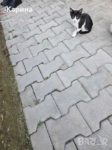 Подарявам котенца, снимка 3 - Други - 56220639