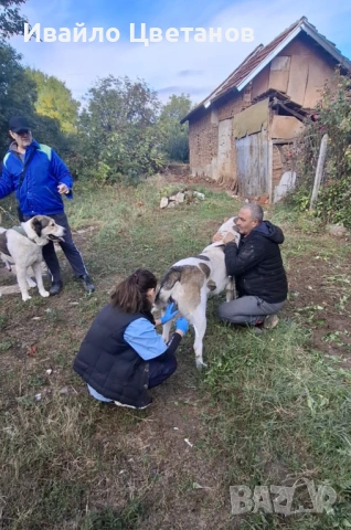 Алабай, снимка 7 - Алабай - 53230055