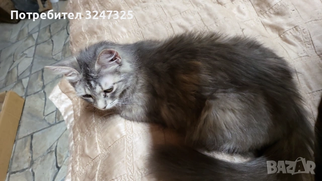 СИБИРКИ...4м.., снимка 3 - Сибирски - 46802201