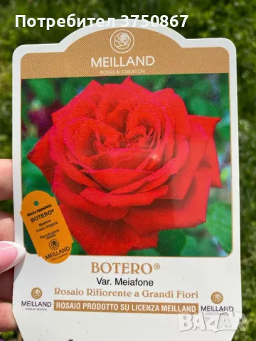 РОЗА 🌹 BOTERO® Meiafone 🌹, снимка 9 - Градински цветя и растения - 49671839