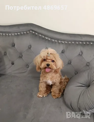 Малтипу момче Teacup / Maltipoo F1 / пудел Teddy mini тъкап